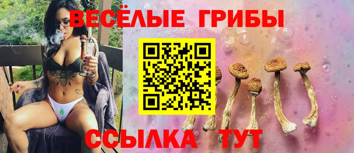 Псилоцибиновые грибы Psilocybe  Бийск 